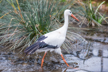 white stork in the nest