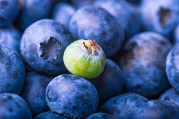 Ripe blueberries and one green berry - close-up, macro