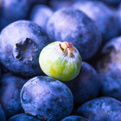 Ripe blueberries and one green berry - close-up, macro