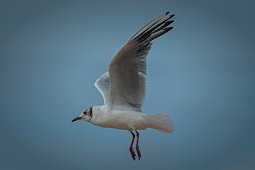 seagull in flight