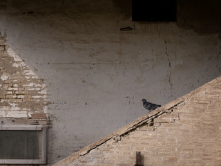 A pigeon poses against a wall of an old abandoned house