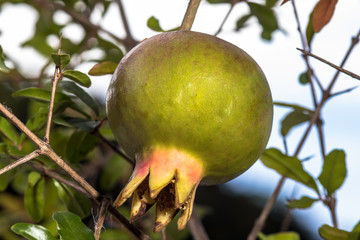 Ripe green Pomegranate Fruit on Tree Branch. The Foliage on the Background