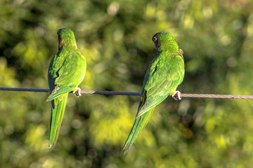 maritacas ou brazilian parrots landed on a high voltage wire in Brazil