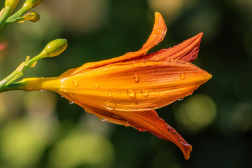 orange flower with water drops