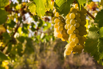 bunches or ripe white riesling grapes growing in organic vineyard at harvest time with copy space on left - obrazy, fototapety, plakaty