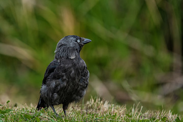 jackdaw on grass