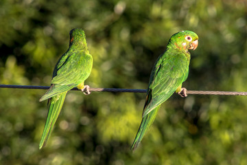 maritacas ou brazilian parrots landed on a high voltage wire in Brazil