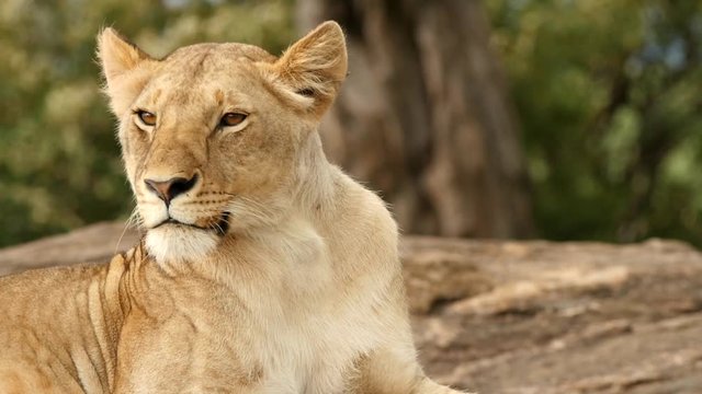 A lioness sits on a kopje in the Masai Mara.