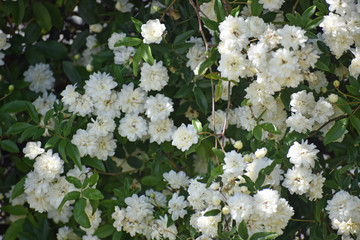 White Rose Bush