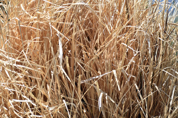 Pampas Grass