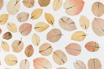 Bodegón de pétalos de buganvillas. Bodegon de hojas secas. Hojas secas distribuidas con distintas formas de iluminación. Ideales para fondos de pantalla. Transmiten tranquilidad.