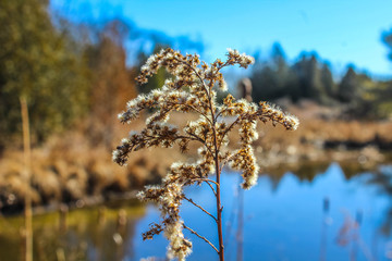reeds in the wind