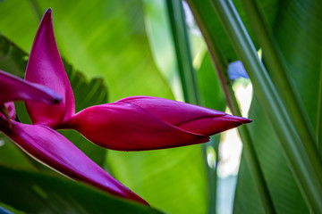 Bright red tropical tip of the Heliconia flower in Ajijic Mexico with deep green blurry background