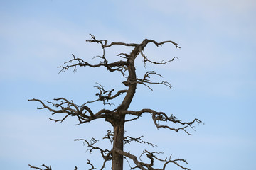 Dry tree on a white blue sky background.