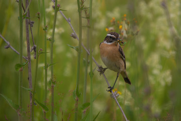 bird on the grass