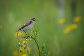 bird on the grass