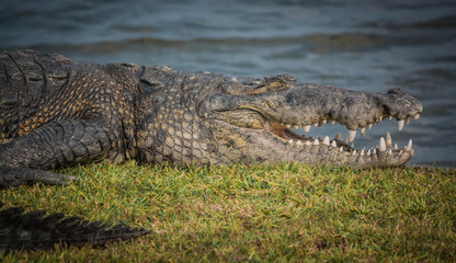 cocodrilo descansando y tomando el sol a orillas del lago
crocodile resting and sunbathing on the lake