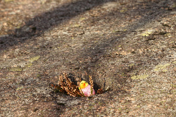 Cute chicken come out from easter egg.