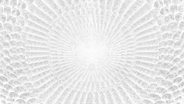 abstract parallax background texture of white snake skin python pattern stylish fashion animation