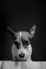 Funny dog and toilet paper. Queen of the house party!