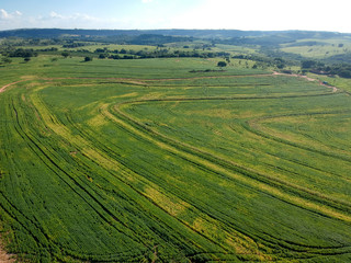 Fototapeta na wymiar Aerial view of green soybean fiel in Brazil