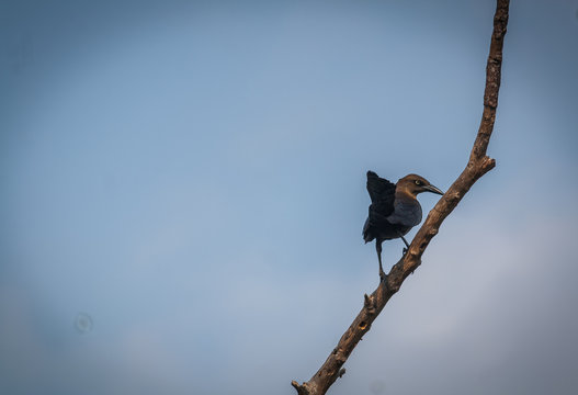 aves libres  en su habitat natural 