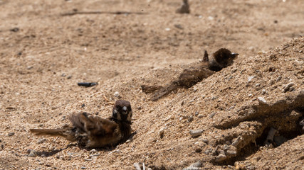 Sandbad Spatz