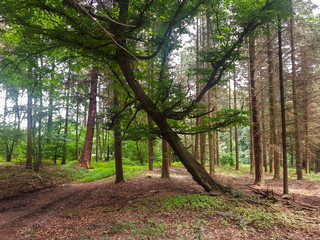Schr&auml;g gewachsener Baum im Wald