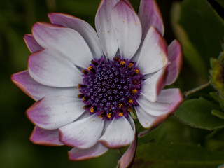 A colorful flower loaded with pollen