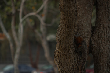 ardilla escondida en un arbol
squirrel hidden in a tree