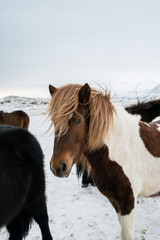 Obraz na płótnie Canvas fluffy icelandic horses on sunset in winter
