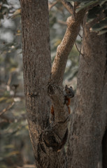 ardilla escondida en un arbol
squirrel hidden in a tree