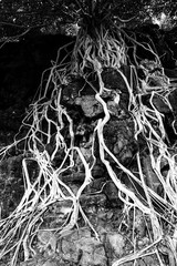 Exposed flowing intricate tree roots white in color clinging to black lava rock. It looks like a river in stark contrast. A sign of determination