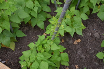 Green Beans in the garden