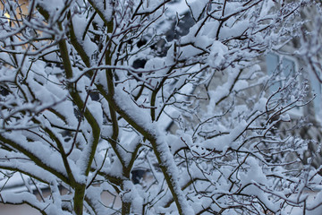 Schneebedeckter Baum