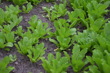 Naklejka premium lettuce growing in the garden