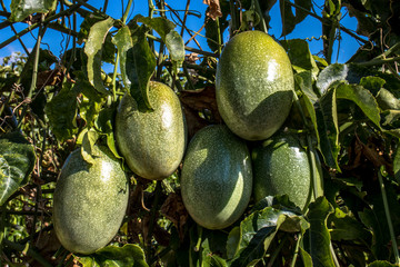 A farm of passion fruits is in the harvesting season in Brazil