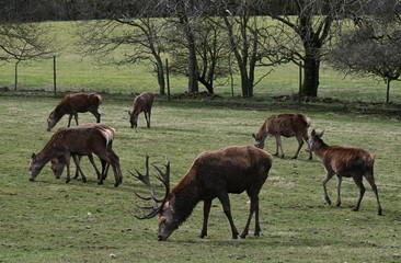 Red Deer Cotswolds Way National Park England UK