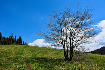 Gorce - krajobraz z drzewem