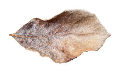 Wilted teak leaf isolated on white background