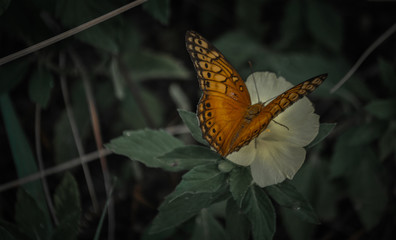 hermosa mariposa monarca sobre flores del jardin
beautiful monarch butterfly on garden flowers