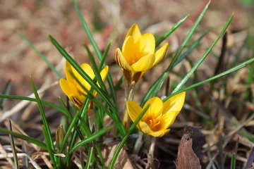 Fotobehang Krokus Beautiful yellow crocus flowers. Flowering of the first snowdrops. Top view. Close-up. Background. Landscape.  © far700