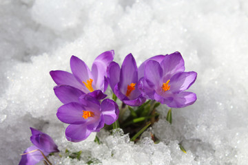 Beautiful blue crocuses flowers in the snow. Flowering of the first snowdrops. Close-up. Top view. Background. Landscape.