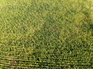 Aerial view of corn field in Brazil