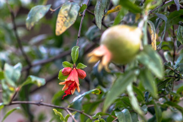 Ripe green Pomegranate Fruit on Tree Branch. The Foliage on the Background