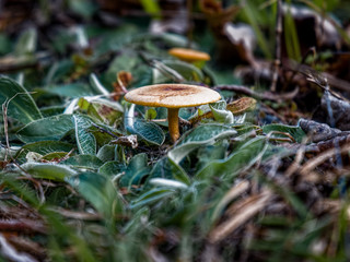 A mushroom born in the grass in the woods