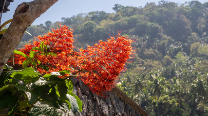 rote Bl&uuml;ten Bali