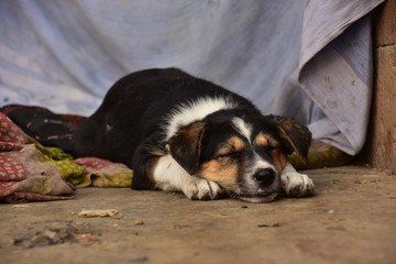 インドの世界遺産のワラーナシー　ガンジス川沿いのガートで生活する子犬　昼寝をする可愛い姿