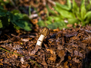 A beautiful mushroom appears among the foliage in the woods