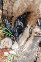 Closeup Of Hole Through The Trunk Of A Burnt Out Tree
